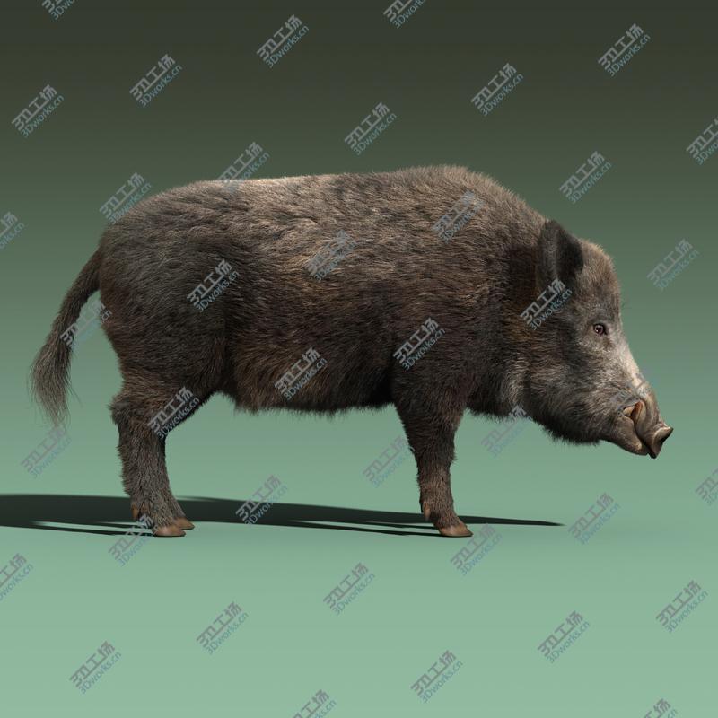 images/goods_img/20210113/Wild Boar(FUR)(RIGGED)/5.jpg